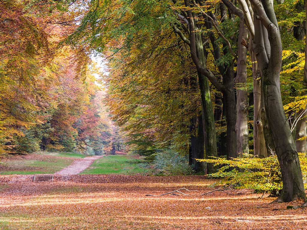 Bouwhuiscafé: Bosbranden op de Veluwe!