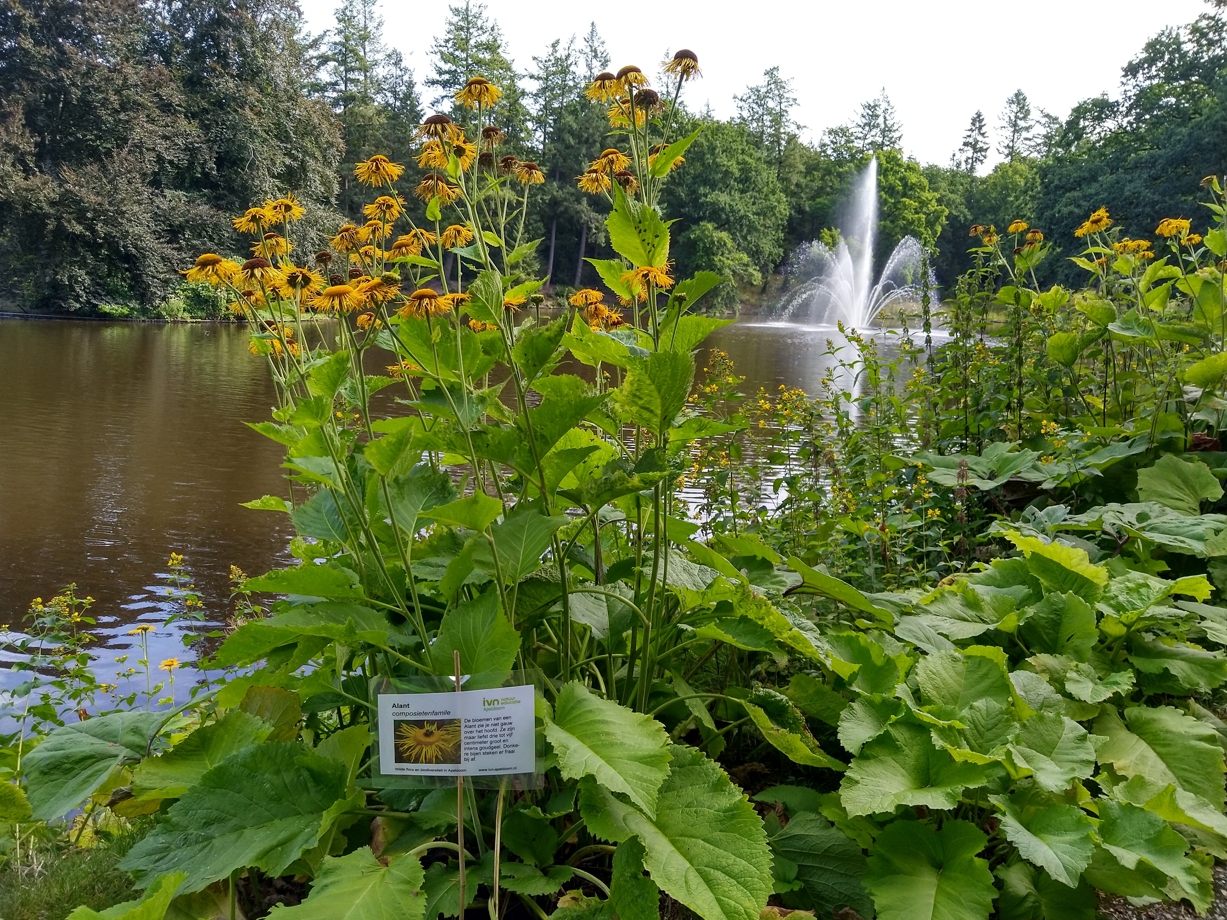 IVN Route Wilde flora in Stadspark Berg en Bos